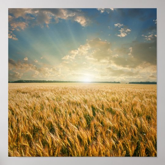 Wheat field on sunset poster