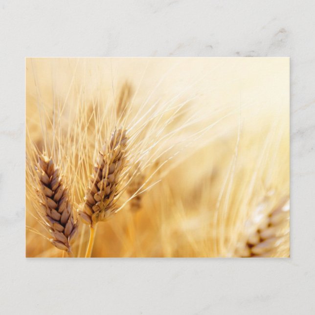 Wheat field postcard (Front)