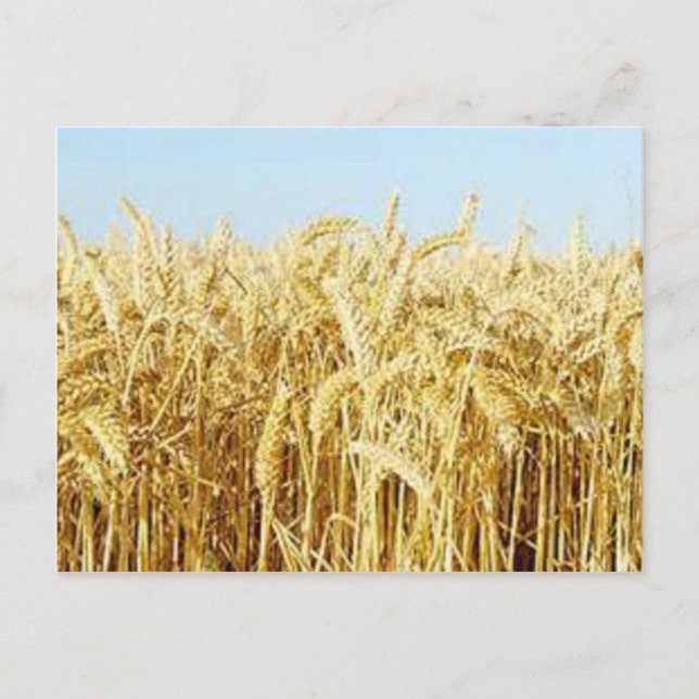 Wheat Field Postcard (Front)