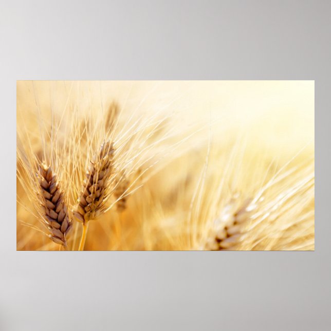 Wheat field poster (Front)
