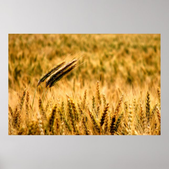 Wheat field poster (Front)
