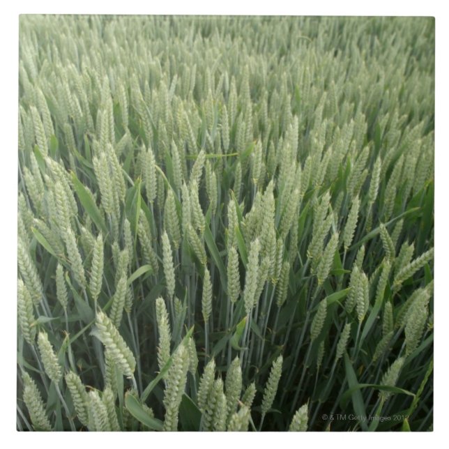 Wheat field tile (Front)