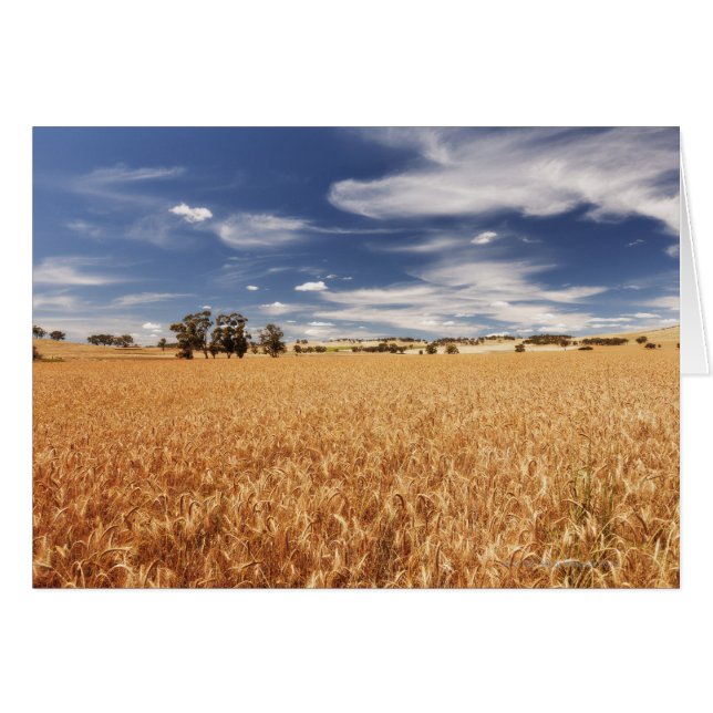 Wheat field, Victoria, Australia (Front Horizontal)