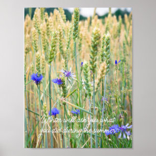 Wheat field with blue cornflowers poster