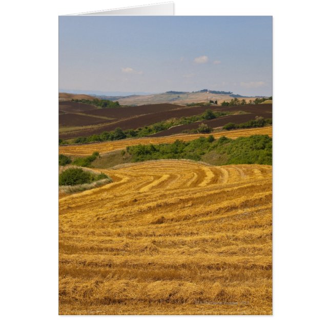 Wheat fields after harvest (Front)