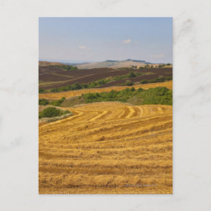 Wheat fields after harvest postcard