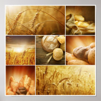 Wheat.Harvest concepts.Cereal collage
