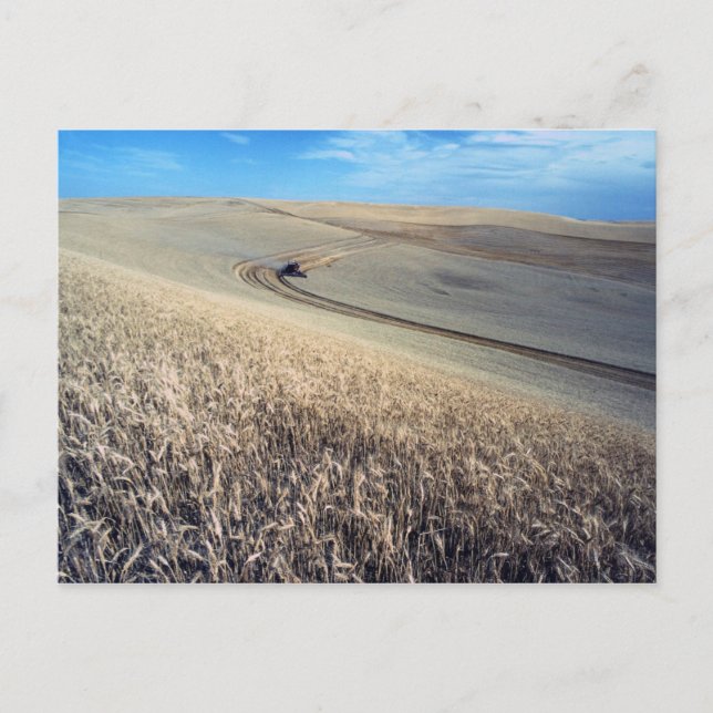 Wheat Harvest on Field Postcard (Front)