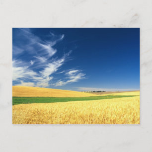Wheat harvest on the Palouse in Eastern Postcard