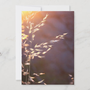 wheat in morning thank you card