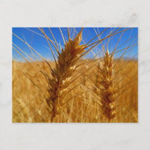 Wheat Postcard
