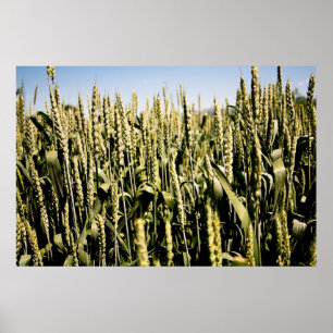 Wheat Poster