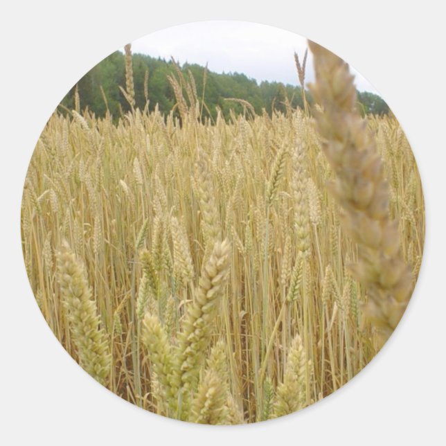 Wheat Seed Classic Round Sticker (Front)