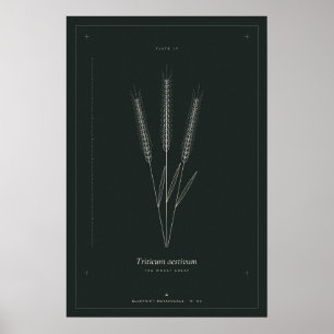Wheat Sheaf Botanical Line Art Poster, Dark Academ Poster