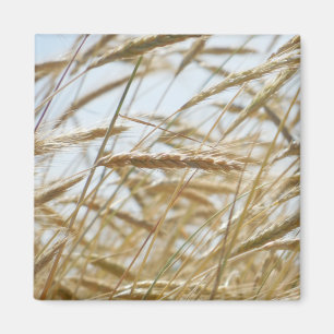 Wheat & Sky Magnet