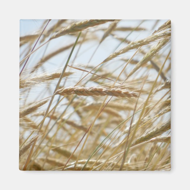 Wheat & Sky Magnet (Front)