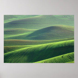 Wheat springs up in the hills of the Palouse Poster