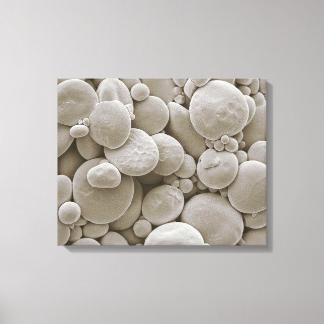Wheat starch granules canvas print (Front)