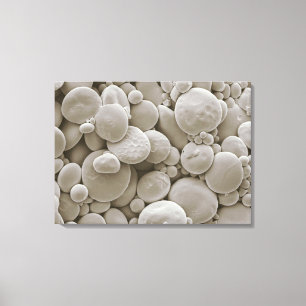 Wheat starch granules canvas print