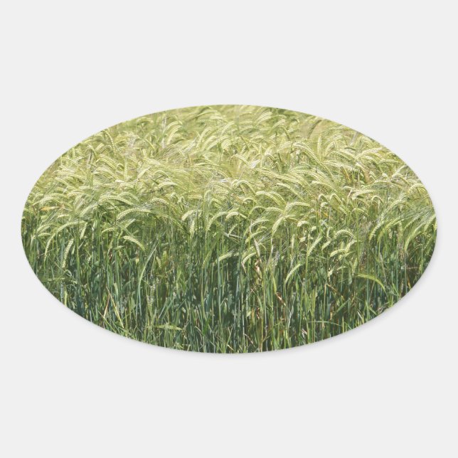 Wheat - Tasty! Oval Sticker (Front)