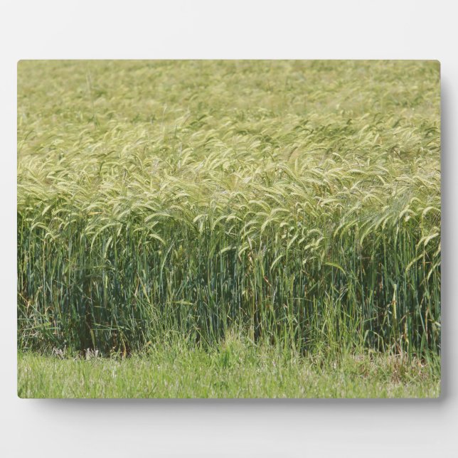 Wheat - Tasty! Plaque (Front)