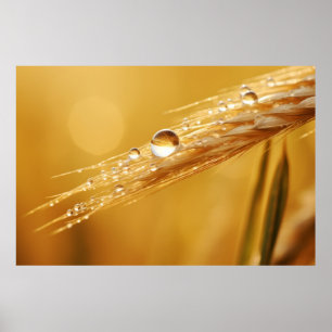 Wheat Water Drop Nature Serene Tranquil Poster