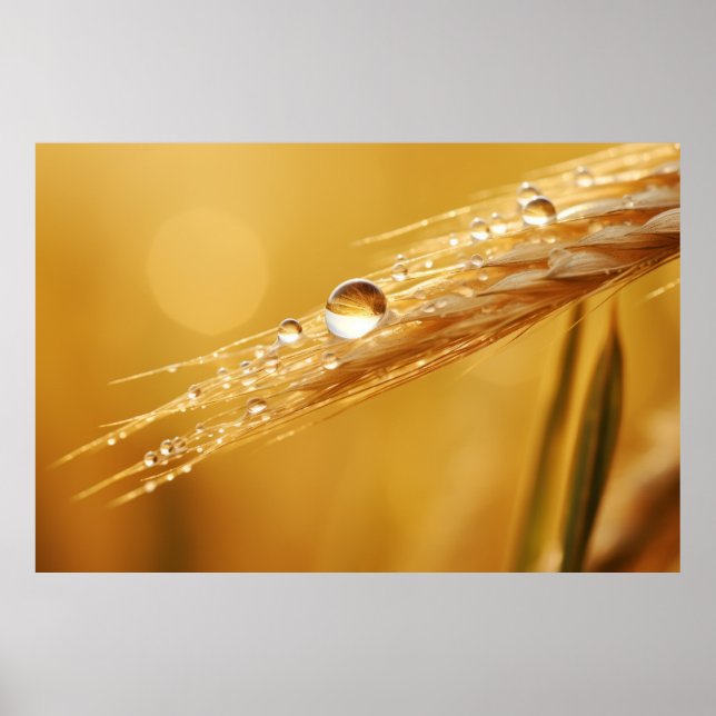 Wheat Water Drop Nature Serene Tranquil  Poster (Front)