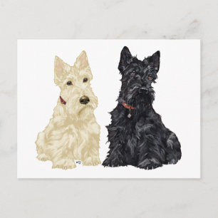 Wheaten and Black Scottish Terriers Postcard