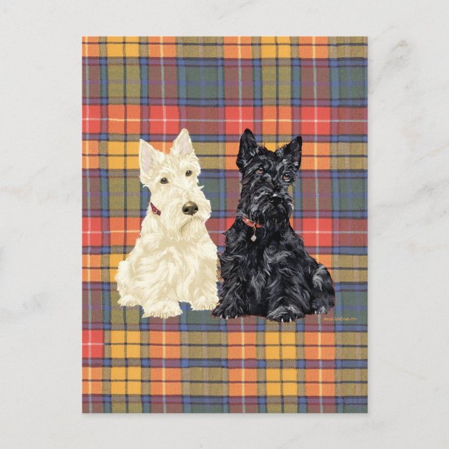 Wheaten and Black Scottish Terriers Postcard (Front)