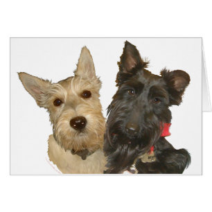 Wheaten & Black Scotties