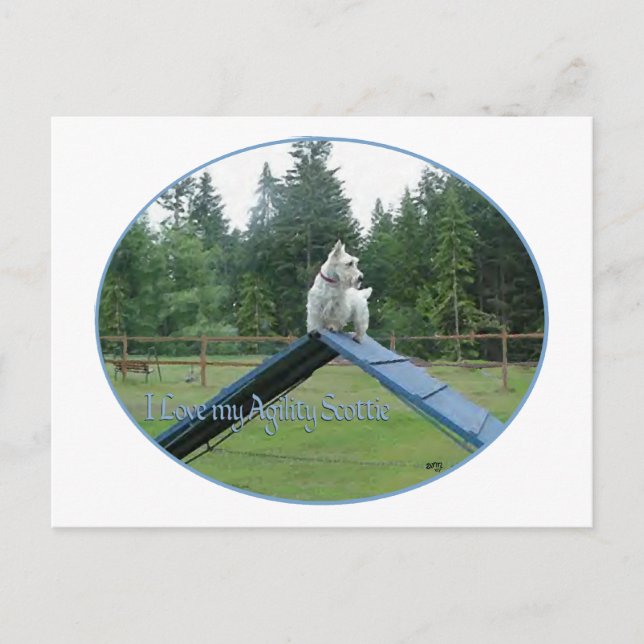 Wheaten Scottie Agility Postcard (Front)