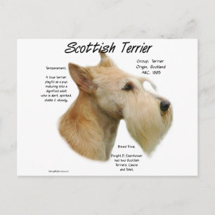Wheaten Scottie History Postcard
