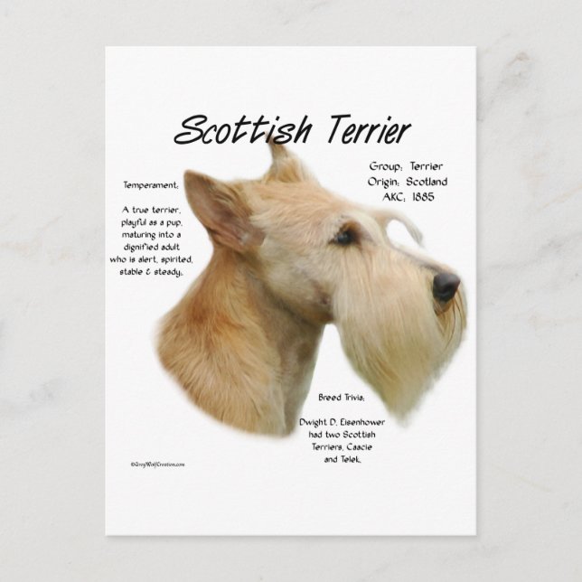 Wheaten Scottie History  Postcard (Front)