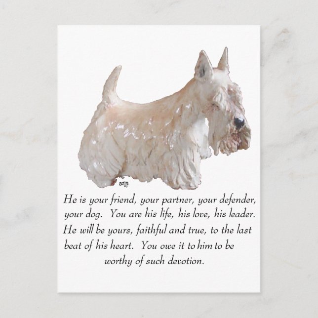 Wheaten Scottish Terrier - MALE Dog Postcard (Front)