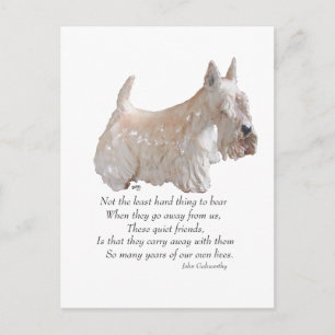 Wheaten Scottish Terrier Rainbow Bridge Postcard