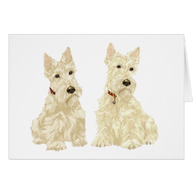 Wheaten Scottish Terriers (Front Horizontal)