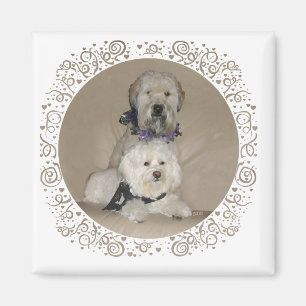 Wheaten Terrier and Havanese Magnet