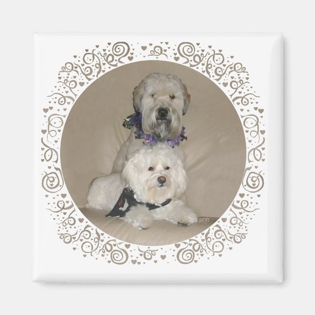 Wheaten Terrier and Havanese Magnet (Front)