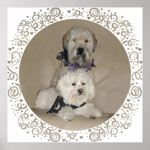 Wheaten Terrier and Havanese Poster