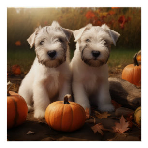 Wheaten Terrier Puppy Autumn Delight Pumpkin Poster