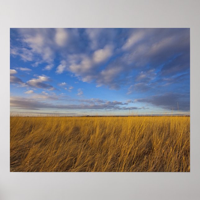 Wheatgrass and dramatic skies at Freezeout Lake Poster (Front)