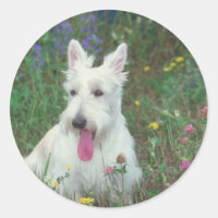 Wheaton Scottish Terrier