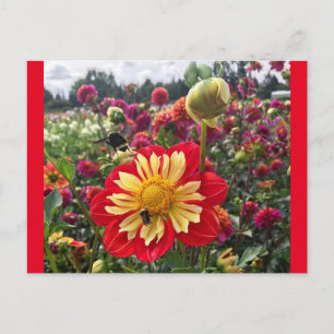 Wheels Dahlia Postcard