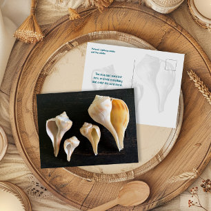 Whelk Seashells Comparison Photography Postcard
