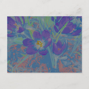 When Crocus Blossoms Postcard