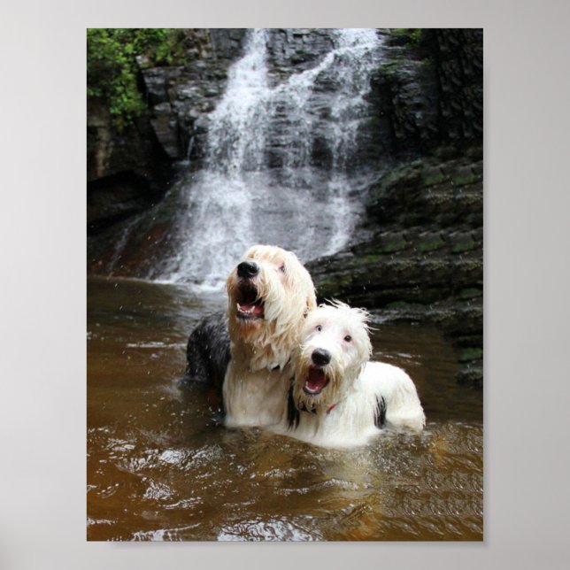 When Old English Sheepdogs go swimming! Poster (Front)
