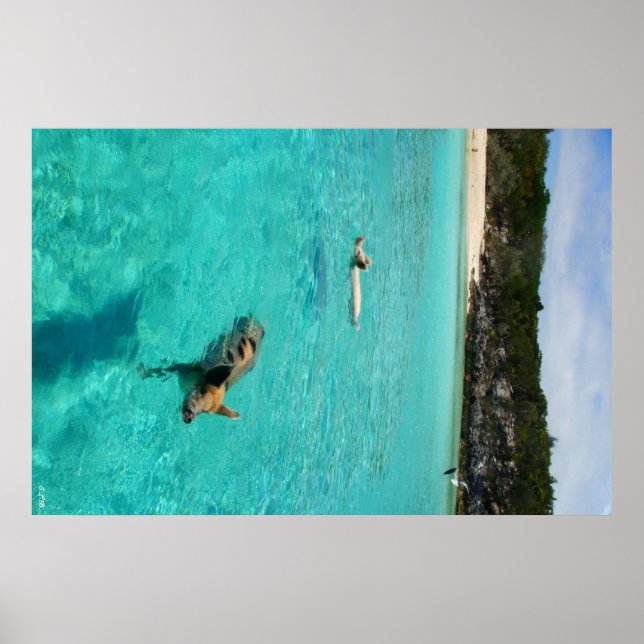 When Pigs Swim Poster (Front)