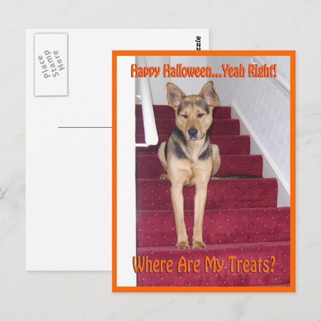 Where Are My Treats GSD Dog Halloween Postcard (Front/Back)
