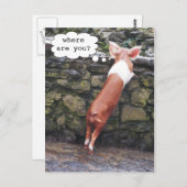 Where are You? Funny Pig Photo Postcards (Front/Back)