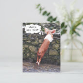 Where are You? Funny Pig Photo Postcards (Standing Front)